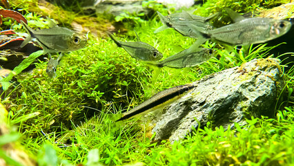 Costae Tetra (Moenkhausia costaea) with Siamese Algae-eater (Crossocheilus oblongus) in the green aquarium