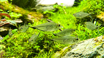 Costae Tetra (Moenkhausia costaea) in the green aquarium