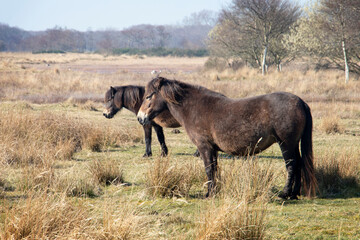 Exmoor Ponys in a nature park near Renesse, Zeeland, Netherlands