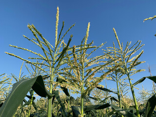 とうもろこし味来種の花畑 深谷市岡部 Corn flavored varieties Okabe, Fukaya