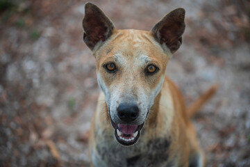 Top view portrait of smiling stray brown dog