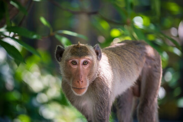Adult macaque monkey portrait on tree with foliage light bokeh