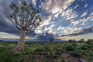 Quiver tree or kokerboom (Aloidendron dichotomum formerly Aloe dichotoma) Kenhardt, Northern Cape,...