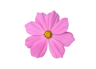 isolated pink cosmos flower on white background with clipping paths.