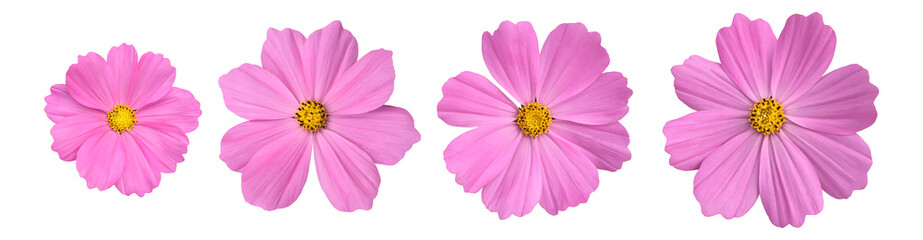 isolated pink cosmos flower on white background with clipping paths.