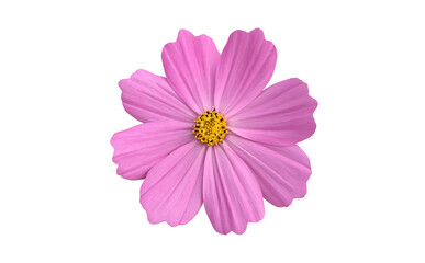 isolated pink cosmos flower on white background with clipping paths.