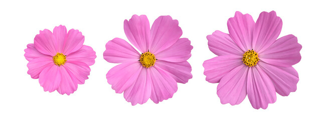 isolated pink cosmos flower on white background with clipping paths.