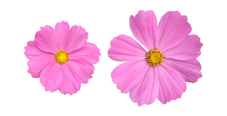 isolated pink cosmos flower on white background with clipping paths.