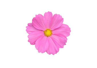 isolated pink cosmos flower on white background with clipping paths.