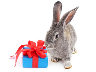 Rabbit and gift.