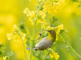 菜の花とメジロ