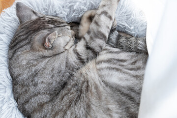 眠る猫　サバトラ猫