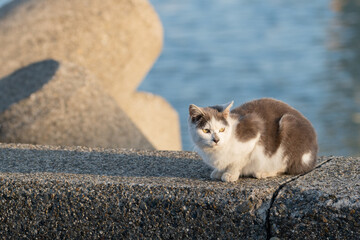 Fototapeta premium 可愛い猫