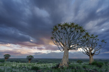 Quiver tree or kokerboom (Aloidendron dichotomum formerly Aloe dichotoma) Kenhardt, Northern Cape,...