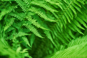 Naklejka na ściany i meble Beautiful ferns create green foliage. Natural green natural fern background in sunlight. High quality photo