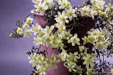 Many greenish clematis flowers are beautiful.