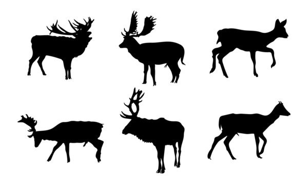 Collection of Graphic black silhouettes of wild deers male, female, and roe deer.