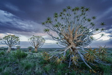 Quiver tree or kokerboom (Aloidendron dichotomum formerly Aloe dichotoma) Kenhardt, Northern Cape,...