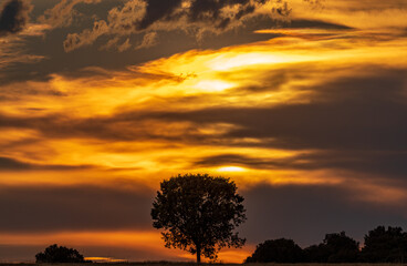 Sunset with cloudy orange sky and isolated tree