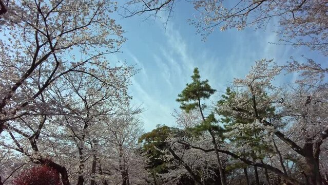 東京都北区王子の公園に咲く満開の桜の景色