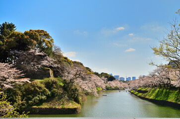 千鳥ヶ淵の満開の桜と青空