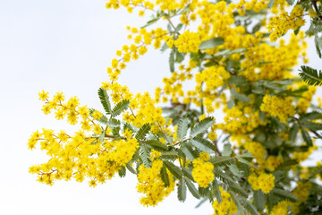 Yellow mimosa flowers that signal the arrival of spring. - obrazy, fototapety, plakaty