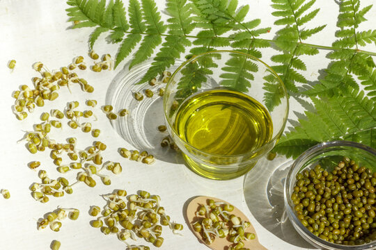 Golden beans, munga beans. Sprouts and bean oil. Healthy, natural food