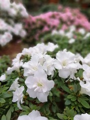 colorful huge blooming rhododendron bushes on a blurry background. The first spring flowers. Floral Desktop wallpaper