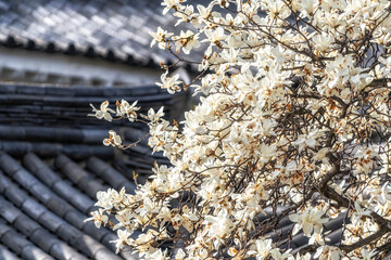 Gyeongju bomunho lake blossom