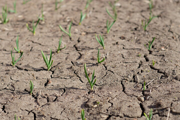 young green shoots of garlic in cracked earth