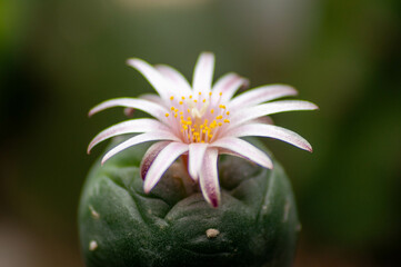 Lophophora Williamsii Cactus (Peyote) Flower - obrazy, fototapety, plakaty