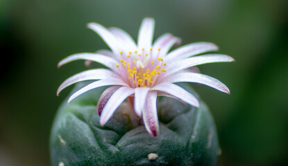 Lophophora Williamsii Cactus (Peyote) Flower - obrazy, fototapety, plakaty