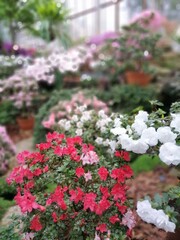 colorful huge blooming rhododendron bushes on a blurry background. The first spring flowers. Floral Desktop wallpaper