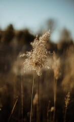 Obraz premium Pampas grass in the morning