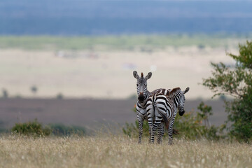 Obraz premium Zebra hanging around on the savanna of the Masai Mara Game Reserve in Kenya