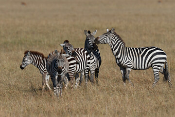 Fototapeta na wymiar Zebra hanging around on the savanna of the Masai Mara Game Reserve in Kenya