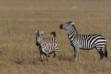 Fototapeta na wymiar Zebra hanging around on the savanna of the Masai Mara Game Reserve in Kenya