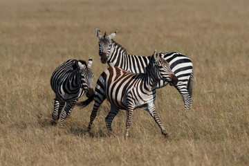 Obraz na płótnie Canvas Zebra hanging around on the savanna of the Masai Mara Game Reserve in Kenya