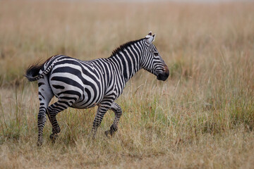 Obraz premium Zebra hanging around on the savanna of the Masai Mara Game Reserve in Kenya
