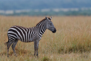 Fototapeta premium Zebra hanging around on the savanna of the Masai Mara Game Reserve in Kenya