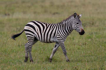 Fototapeta premium Zebra hanging around on the savanna of the Masai Mara Game Reserve in Kenya