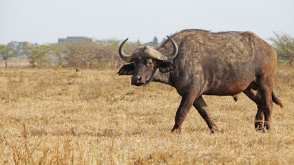 African buffalo grazes on the grass. Buffalo on green grass in the savannah in Kenya National Park. Buffalo in the middle of the African savannah. The big bull is coming.
