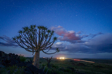 Quiver tree or kokerboom (Aloidendron dichotomum formerly Aloe dichotoma) Kenhardt, Northern Cape,...