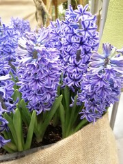 Obraz premium lots of low beautiful purple flowering hyacinths. The first spring flowers. Floral Desktop wallpaper