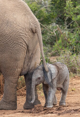 Fototapeta premium Tiny elephant calf with mother, Addo Elephant National Park 