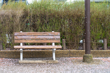 雨の日の桜の下のベンチ