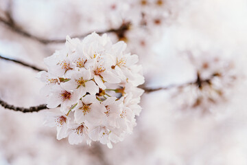 桜