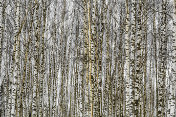 Obraz premium Black and white photo of birch grove in autumn-winter-spring 
