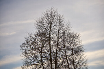 drzewo na tle zachmurzonego nieba 