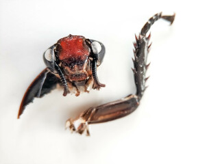 Remains of a molting exoskeleton of the Madagascar hissing cockroach